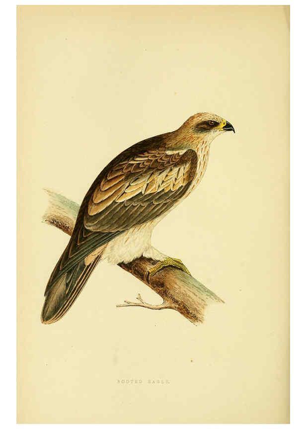 Reproducción/Reproduction 6049777817: A history of the birds of Europe, not observed in the British Isles. v.1 London :G. Bell & Sons,1875-1876