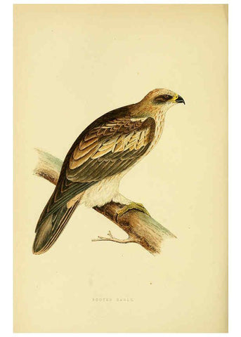 Reproducción/Reproduction 6049777817: A history of the birds of Europe, not observed in the British Isles. v.1 London :G. Bell & Sons,1875-1876
