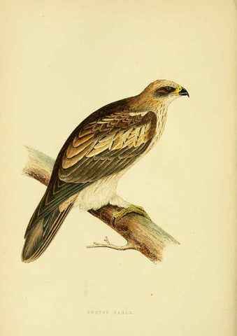 Reproducción/Reproduction 6049777817: A history of the birds of Europe, not observed in the British Isles. v.1 London :G. Bell & Sons,1875-1876