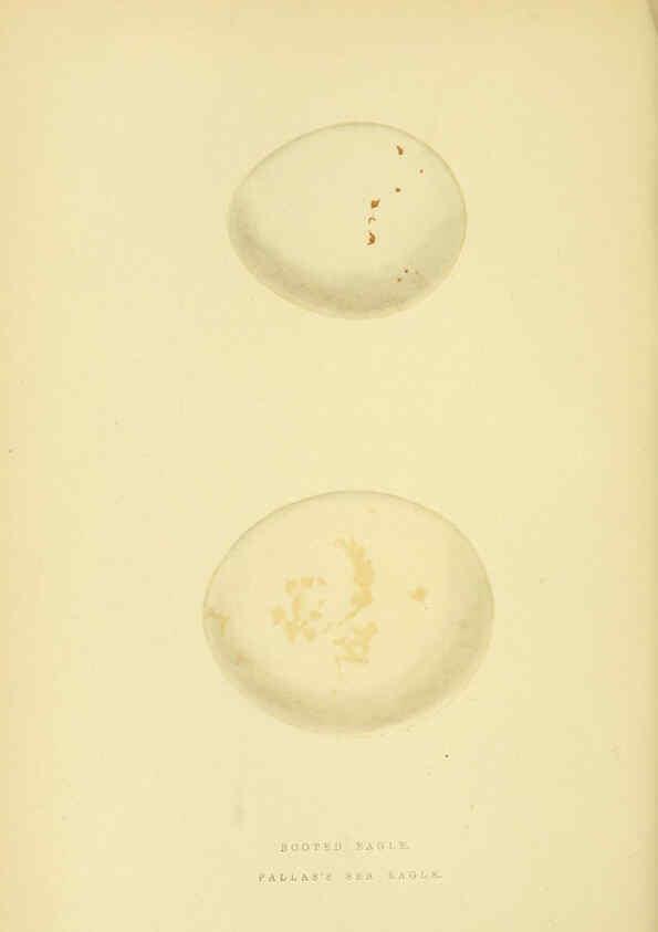 Reproducción/Reproduction 6050329624: A history of the birds of Europe, not observed in the British Isles. v.1 London :G. Bell & Sons,1875-1876
