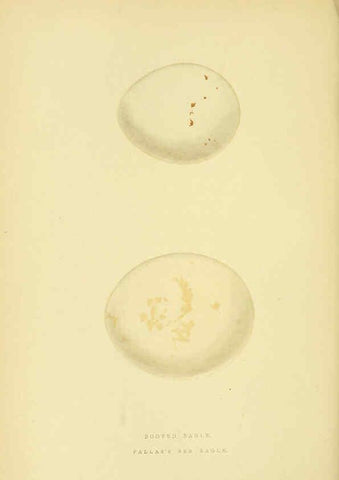 Reproducción/Reproduction 6050329624: A history of the birds of Europe, not observed in the British Isles. v.1 London :G. Bell & Sons,1875-1876