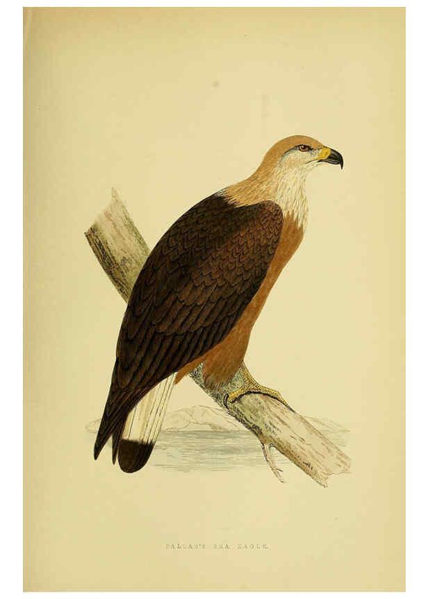 Reproducción/Reproduction 6049778333: A history of the birds of Europe, not observed in the British Isles. v.1 London :G. Bell & Sons,1875-1876