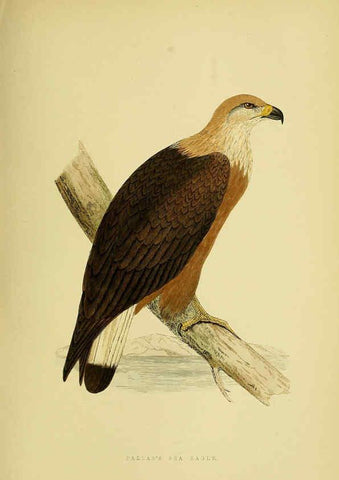 Reproducción/Reproduction 6049778333: A history of the birds of Europe, not observed in the British Isles. v.1 London :G. Bell & Sons,1875-1876