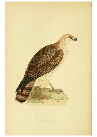 Reproducción/Reproduction 6050330120: A history of the birds of Europe, not observed in the British Isles. v.1 London :G. Bell & Sons,1875-1876