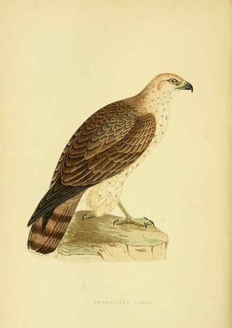 Reproducción/Reproduction 6050330120: A history of the birds of Europe, not observed in the British Isles. v.1 London :G. Bell & Sons,1875-1876