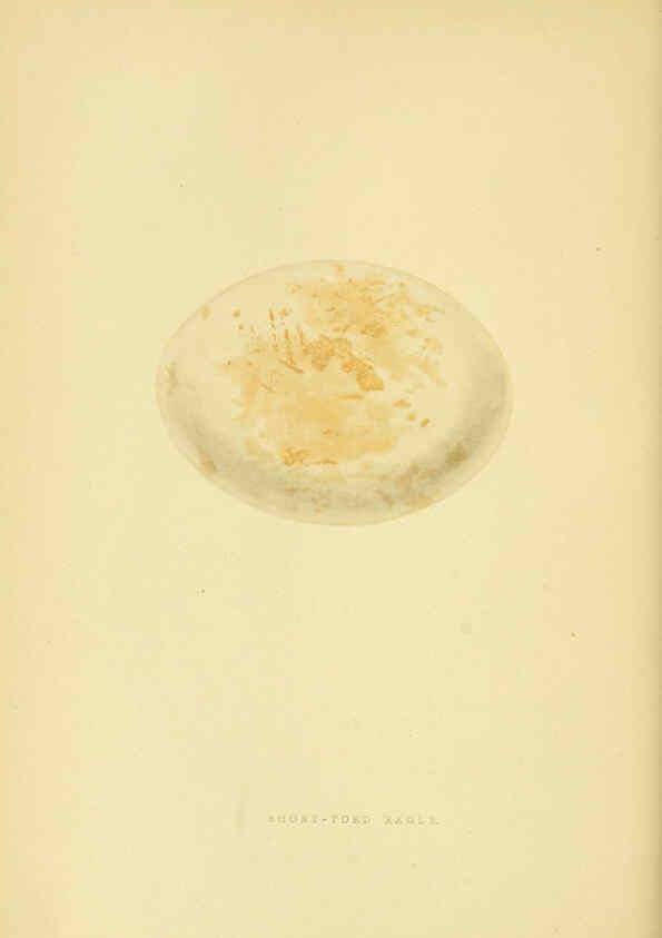 Reproducción/Reproduction 6049778733: A history of the birds of Europe, not observed in the British Isles. v.1 London :G. Bell & Sons,1875-1876