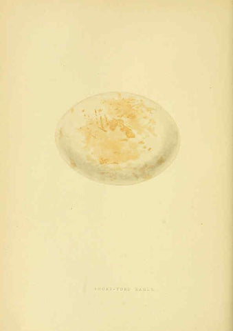 Reproducción/Reproduction 6049778733: A history of the birds of Europe, not observed in the British Isles. v.1 London :G. Bell & Sons,1875-1876