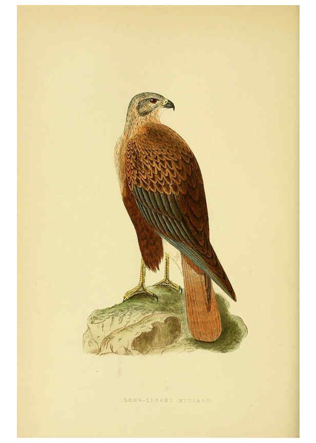 Reproducción/Reproduction 6049778937: A history of the birds of Europe, not observed in the British Isles. v.1 London :G. Bell & Sons,1875-1876