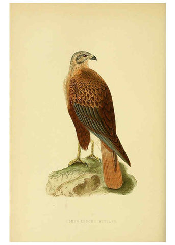 Reproducción/Reproduction 6049778937: A history of the birds of Europe, not observed in the British Isles. v.1 London :G. Bell & Sons,1875-1876