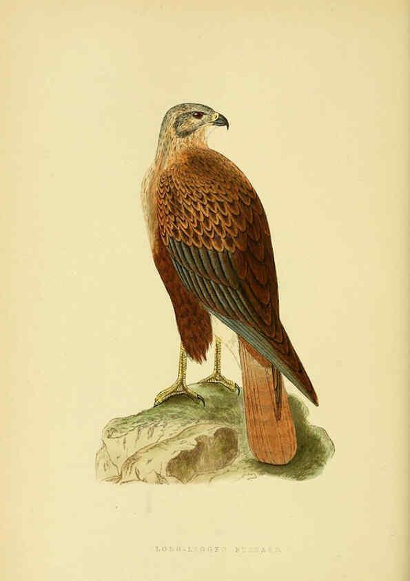 Reproducción/Reproduction 6049778937: A history of the birds of Europe, not observed in the British Isles. v.1 London :G. Bell & Sons,1875-1876