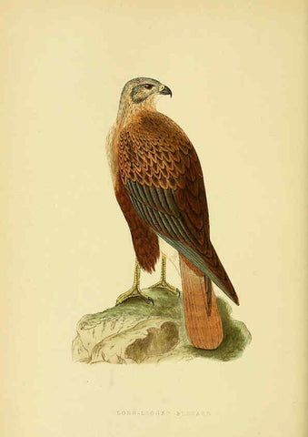 Reproducción/Reproduction 6049778937: A history of the birds of Europe, not observed in the British Isles. v.1 London :G. Bell & Sons,1875-1876