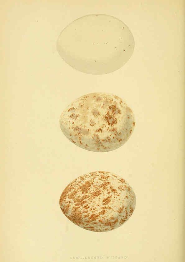 Reproducción/Reproduction 6050330790: A history of the birds of Europe, not observed in the British Isles. v.1 London :G. Bell & Sons,1875-1876
