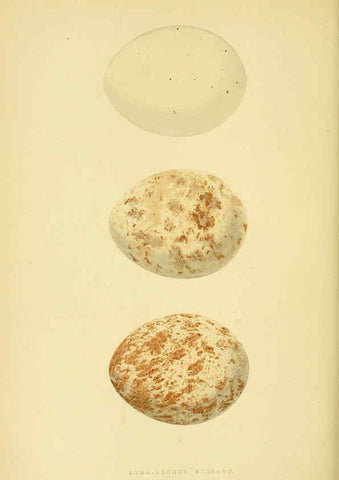 Reproducción/Reproduction 6050330790: A history of the birds of Europe, not observed in the British Isles. v.1 London :G. Bell & Sons,1875-1876