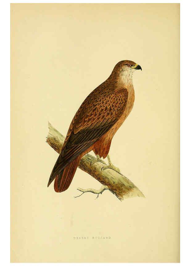Reproducción/Reproduction 6050331032: A history of the birds of Europe, not observed in the British Isles. v.1 London :G. Bell & Sons,1875-1876