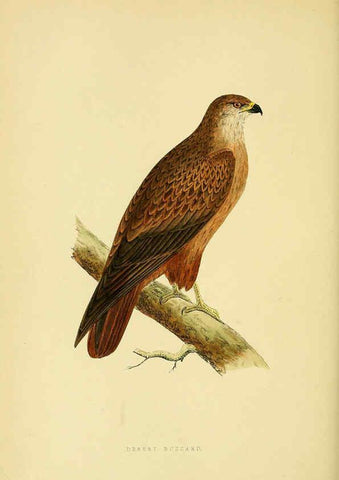 Reproducción/Reproduction 6050331032: A history of the birds of Europe, not observed in the British Isles. v.1 London :G. Bell & Sons,1875-1876