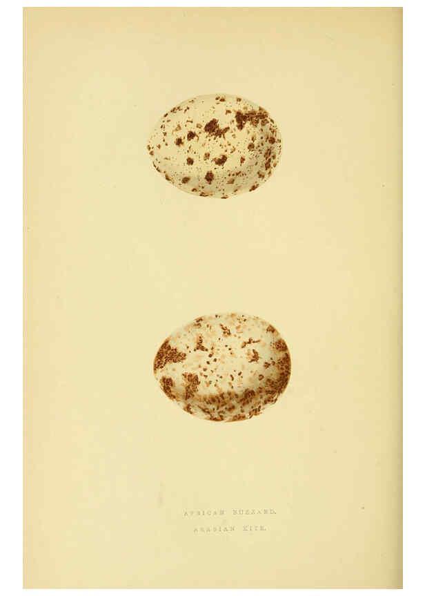 Reproducción/Reproduction 6049779869: A history of the birds of Europe, not observed in the British Isles. v.1 London :G. Bell & Sons,1875-1876