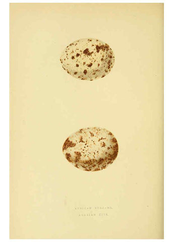 Reproducción/Reproduction 6049779869: A history of the birds of Europe, not observed in the British Isles. v.1 London :G. Bell & Sons,1875-1876