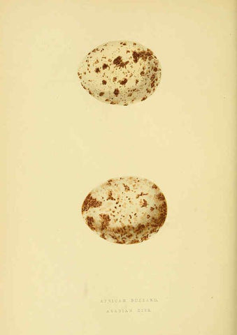 Reproducción/Reproduction 6049779869: A history of the birds of Europe, not observed in the British Isles. v.1 London :G. Bell & Sons,1875-1876
