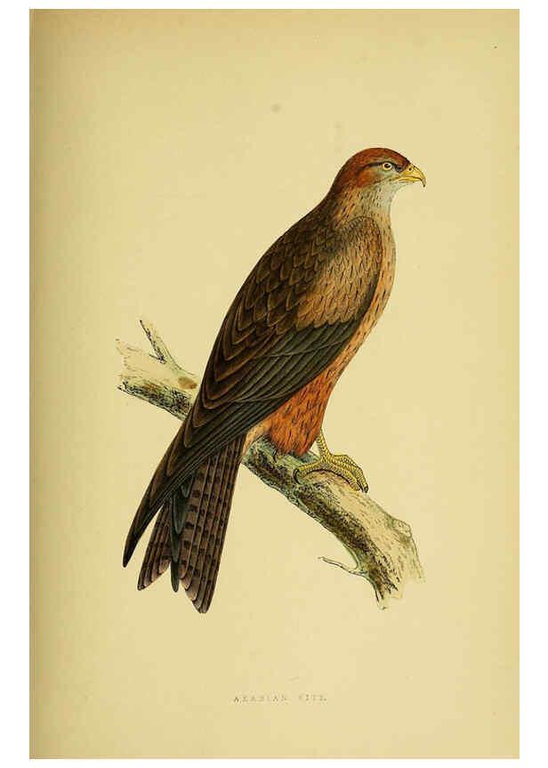 Reproducción/Reproduction 6050331500: A history of the birds of Europe, not observed in the British Isles. v.1 London :G. Bell & Sons,1875-1876
