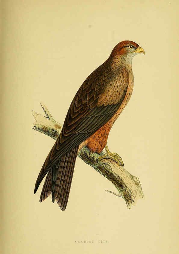Reproducción/Reproduction 6050331500: A history of the birds of Europe, not observed in the British Isles. v.1 London :G. Bell & Sons,1875-1876