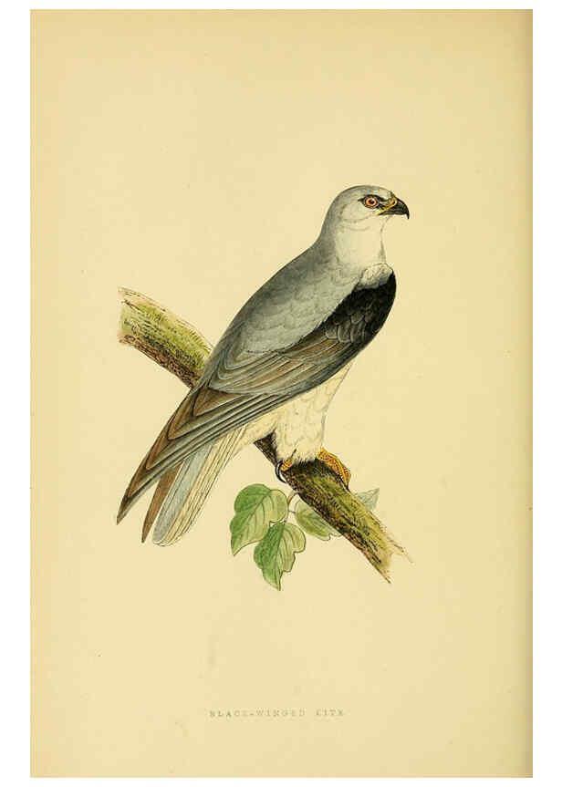 Reproducción/Reproduction 6050331796: A history of the birds of Europe, not observed in the British Isles. v.1 London :G. Bell & Sons,1875-1876
