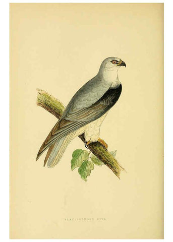 Reproducción/Reproduction 6050331796: A history of the birds of Europe, not observed in the British Isles. v.1 London :G. Bell & Sons,1875-1876