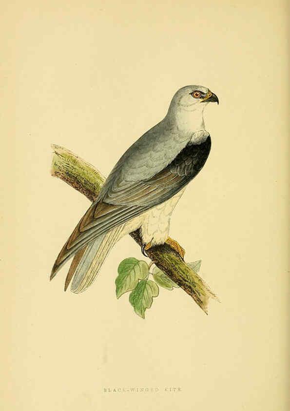 Reproducción/Reproduction 6050331796: A history of the birds of Europe, not observed in the British Isles. v.1 London :G. Bell & Sons,1875-1876