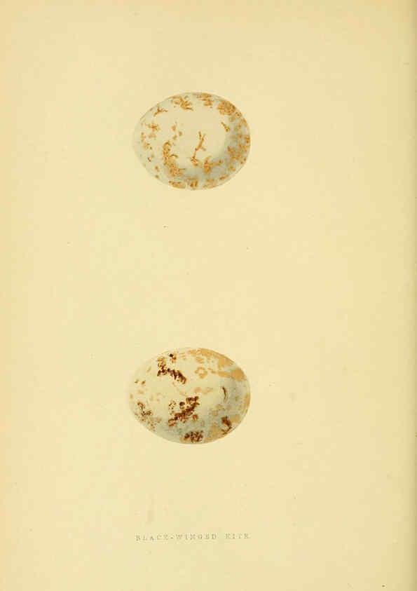 Reproducción/Reproduction 6049780545: A history of the birds of Europe, not observed in the British Isles. v.1 London :G. Bell & Sons,1875-1876