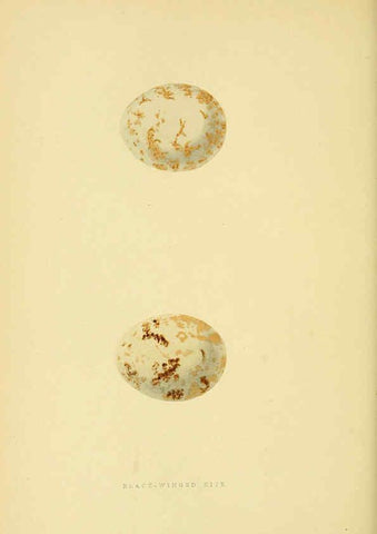Reproducción/Reproduction 6049780545: A history of the birds of Europe, not observed in the British Isles. v.1 London :G. Bell & Sons,1875-1876