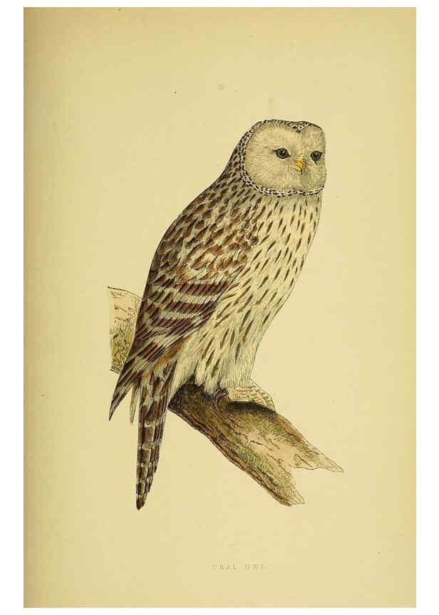 Reproducción/Reproduction 6050332210: A history of the birds of Europe, not observed in the British Isles. v.1 London :G. Bell & Sons,1875-1876