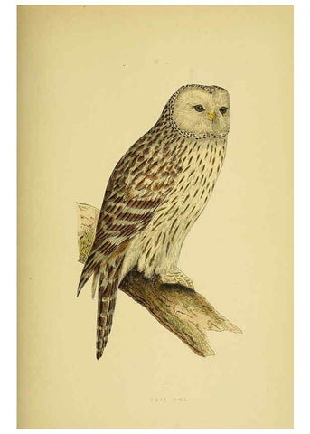 Reproducción/Reproduction 6050332210: A history of the birds of Europe, not observed in the British Isles. v.1 London :G. Bell & Sons,1875-1876