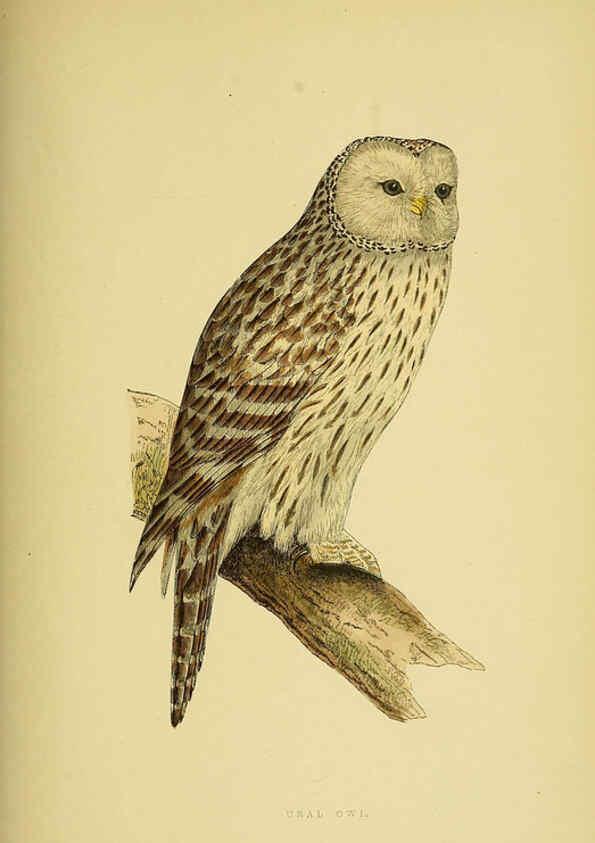 Reproducción/Reproduction 6050332210: A history of the birds of Europe, not observed in the British Isles. v.1 London :G. Bell & Sons,1875-1876