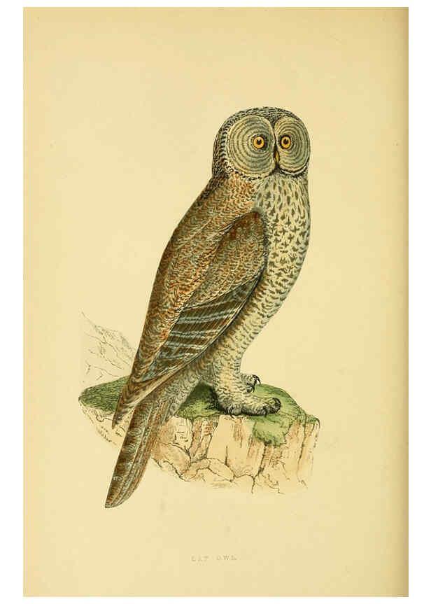 Reproducción/Reproduction 6050332428: A history of the birds of Europe, not observed in the British Isles. v.1 London :G. Bell & Sons,1875-1876