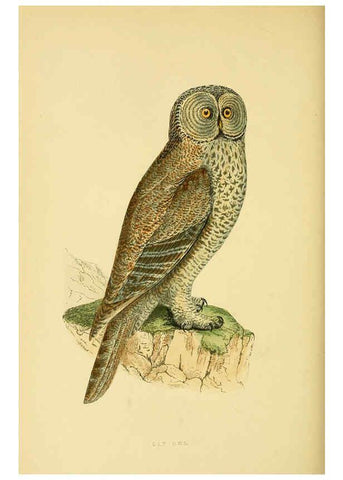 Reproducción/Reproduction 6050332428: A history of the birds of Europe, not observed in the British Isles. v.1 London :G. Bell & Sons,1875-1876