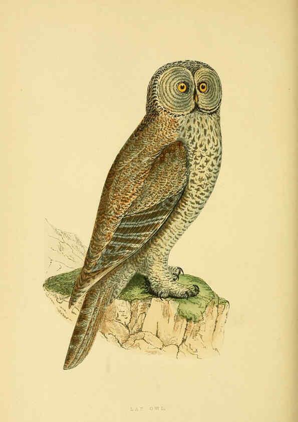 Reproducción/Reproduction 6050332428: A history of the birds of Europe, not observed in the British Isles. v.1 London :G. Bell & Sons,1875-1876