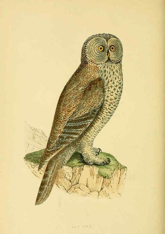 Reproducción/Reproduction 6050332428: A history of the birds of Europe, not observed in the British Isles. v.1 London :G. Bell & Sons,1875-1876