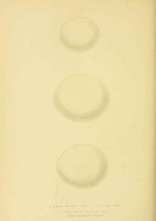Reproducción/Reproduction 6049781121: A history of the birds of Europe, not observed in the British Isles. v.1 London :G. Bell & Sons,1875-1876