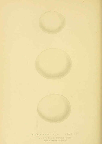 Reproducción/Reproduction 6049781121: A history of the birds of Europe, not observed in the British Isles. v.1 London :G. Bell & Sons,1875-1876