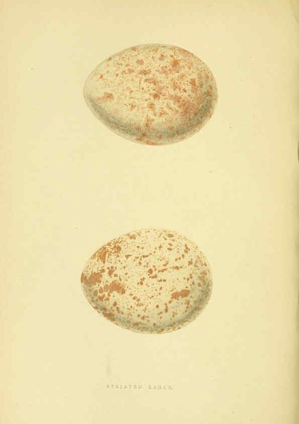 Reproducción/Reproduction 6050329186: A history of the birds of Europe, not observed in the British Isles. v.1 London :G. Bell & Sons,1875-1876