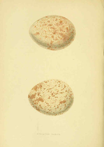 Reproducción/Reproduction 6050329186: A history of the birds of Europe, not observed in the British Isles. v.1 London :G. Bell & Sons,1875-1876