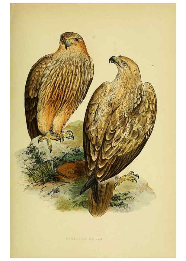 Reproducción/Reproduction 6050328434: A history of the birds of Europe, not observed in the British Isles. v.1 London :G. Bell & Sons,1875-1876