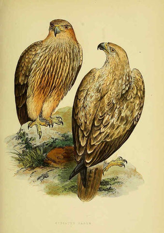 Reproducción/Reproduction 6050328434: A history of the birds of Europe, not observed in the British Isles. v.1 London :G. Bell & Sons,1875-1876