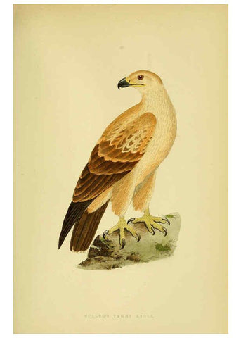Reproducción/Reproduction 6049776585: A history of the birds of Europe, not observed in the British Isles. v.1 London :G. Bell & Sons,1875-1876