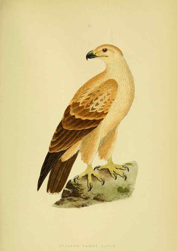 Reproducción/Reproduction 6049776585: A history of the birds of Europe, not observed in the British Isles. v.1 London :G. Bell & Sons,1875-1876