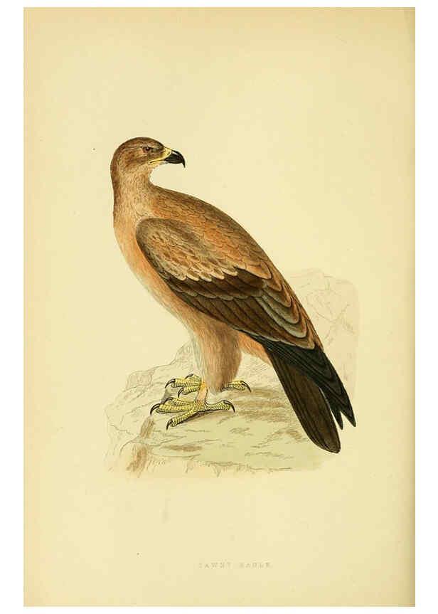 Reproducción/Reproduction 6049776205: A history of the birds of Europe, not observed in the British Isles. v.1 London :G. Bell & Sons,1875-1876