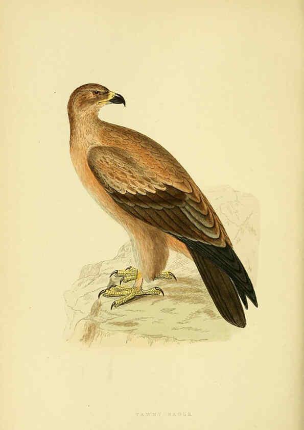 Reproducción/Reproduction 6049776205: A history of the birds of Europe, not observed in the British Isles. v.1 London :G. Bell & Sons,1875-1876