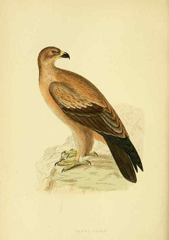 Reproducción/Reproduction 6049776205: A history of the birds of Europe, not observed in the British Isles. v.1 London :G. Bell & Sons,1875-1876