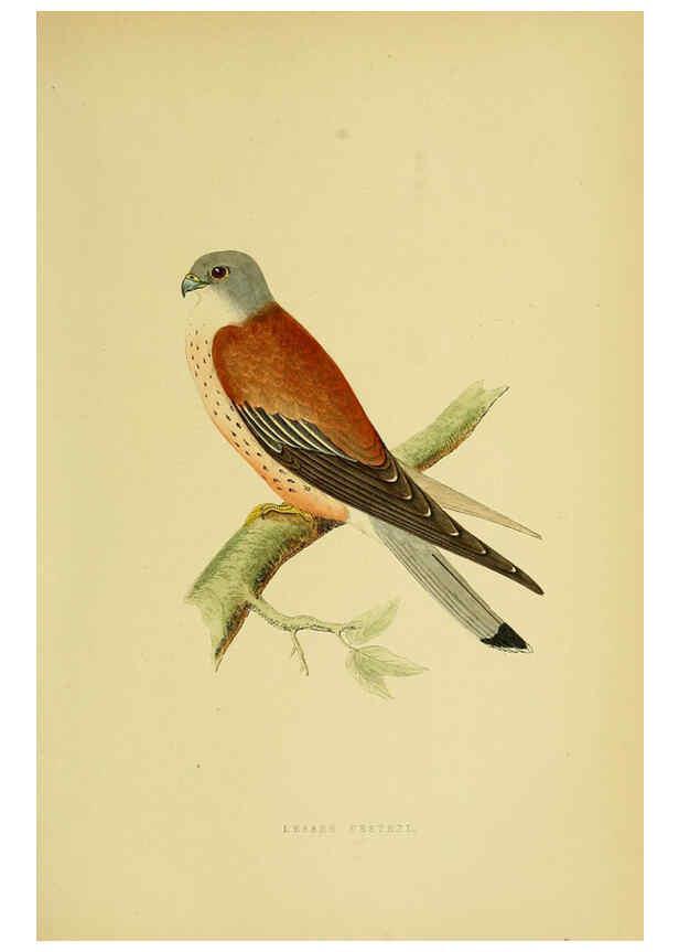 Reproducción/Reproduction 6049771553: A history of the birds of Europe, not observed in the British Isles. v.1 London :G. Bell & Sons,1875-1876