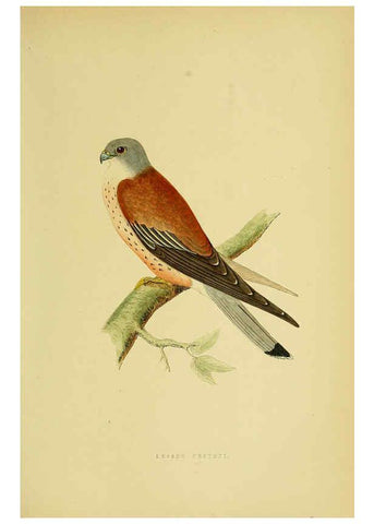 Reproducción/Reproduction 6049771553: A history of the birds of Europe, not observed in the British Isles. v.1 London :G. Bell & Sons,1875-1876