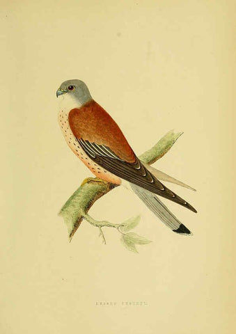 Reproducción/Reproduction 6049771553: A history of the birds of Europe, not observed in the British Isles. v.1 London :G. Bell & Sons,1875-1876